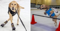 Ce chien sauvé de l'euthanasie est un patineur sur glace hors pair