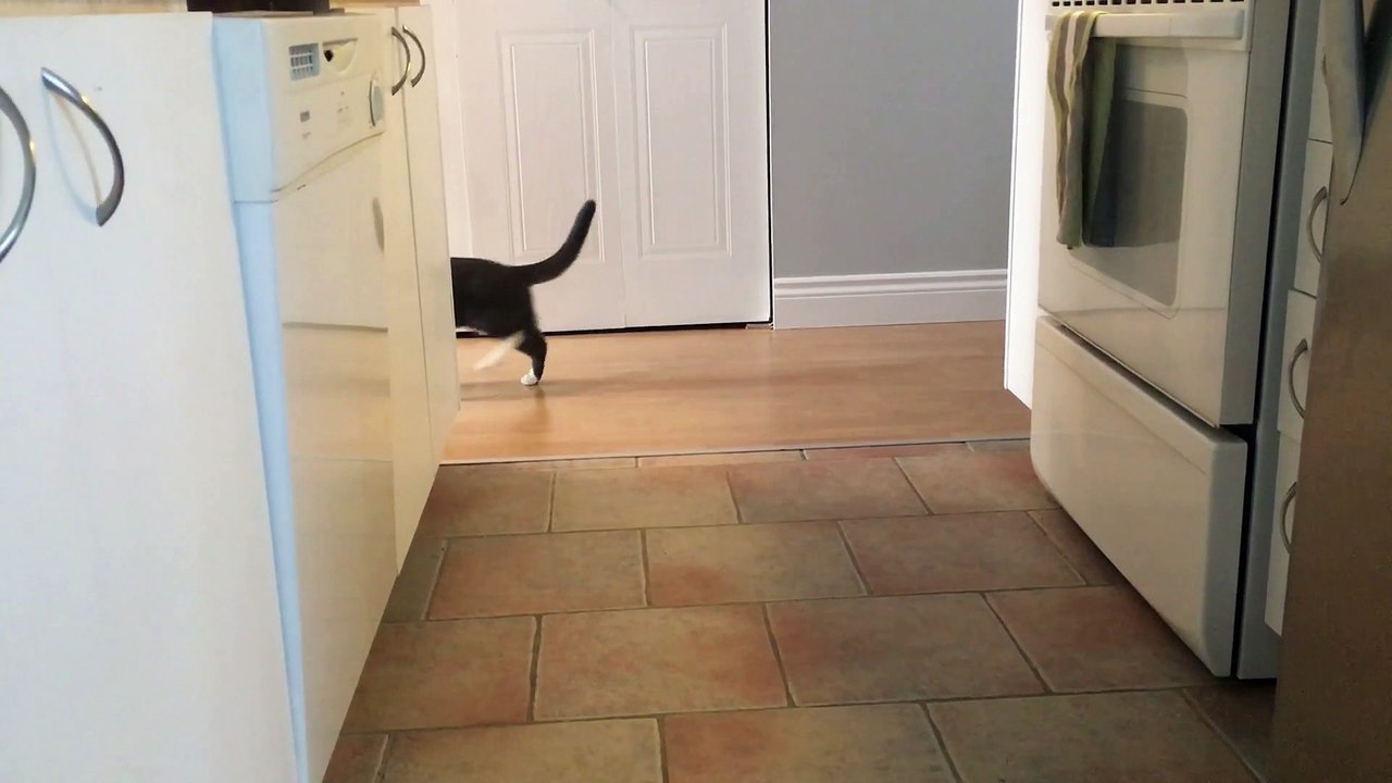 Kitty Cat Stomps Away