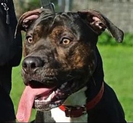 Meet Staffy pup Milo who is up for adoption this Christmas