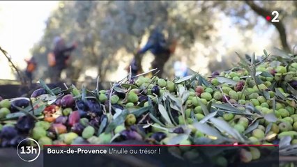Bouches-du-Rhône : de l’huile d’olive produite en famille depuis vingt-cinq ans