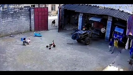 Ce jeune garçon protège ses frères et soeur d'une vache agressive... Courageux