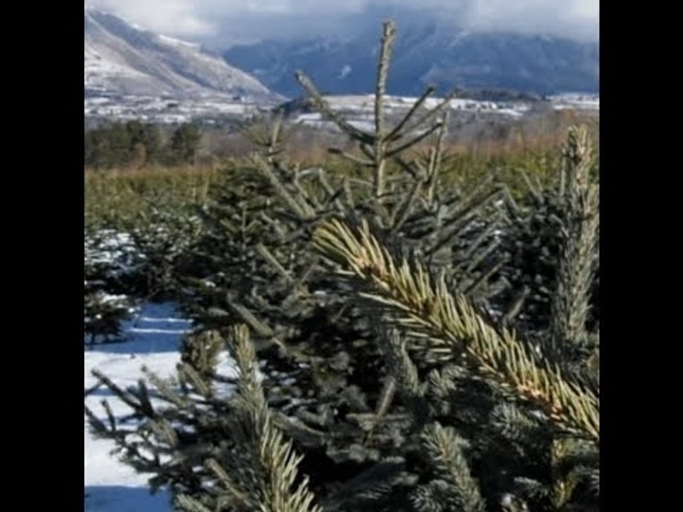 Viens je t'emmène... au pays du sapin de Noël