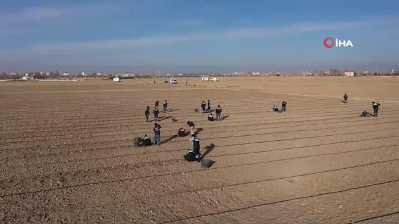 Konya'da 200 bin lavanta fidesi toprakla buluşturuldu