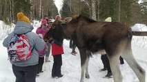Moose Attacks Tourists at Russian National Park