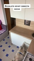 Clever Dog Rummages Through Kitchen