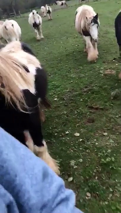 Herd of Horses Chases Man for Carrots
