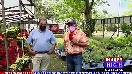 Pascua y Cipreses listos para su venta por temporada navideña en SPS