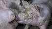 Une nouvelle vidéo choc de l’association L214 tournée dans un élevage de porcs à Ortillon (Aube)