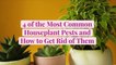 4 of the Most Common Houseplant Pests and How to Get Rid of Them