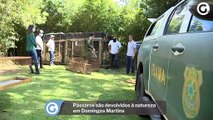 Pássaros são devolvidos à natureza em Domingos Martins