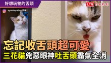 太反差了吧！ 三花貓兇惡眼神下吐舌頭霸氣全失