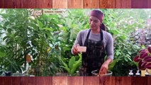 Farm To Table: Inspiring garden in the city | Teaser Ep. 42