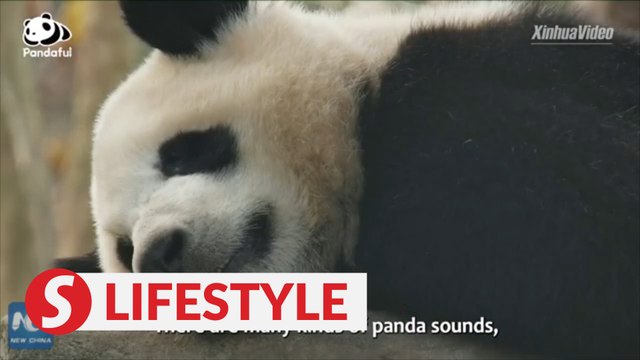 Meaning behind different sounds that panda makes