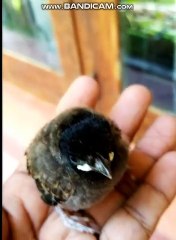 Little bird sit on my hand