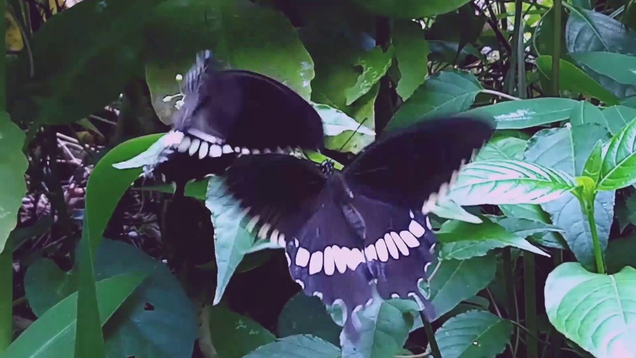 two butterfly fly lovely