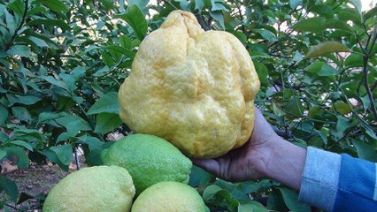 2 kilo 40 gramlık limon bin liraya satılacak