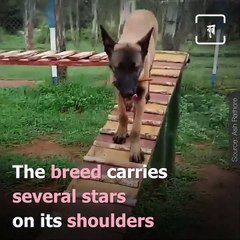 Indian Army Get Belgian Malinois To Train For Assault Operations