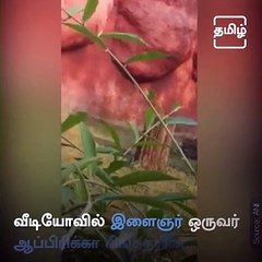 Hyderabad Man Tries To Enter Lion’s Enclosure In Search Of Diamonds