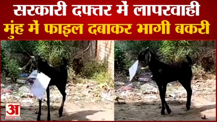 सरकारी दफ्तर से मुंह में फाइल दबाकर भागी बकरी, वीडियो हुआ वायरल