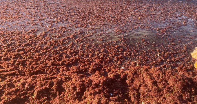 Kadıköy’de sahili yine kırmızı yosun sardı