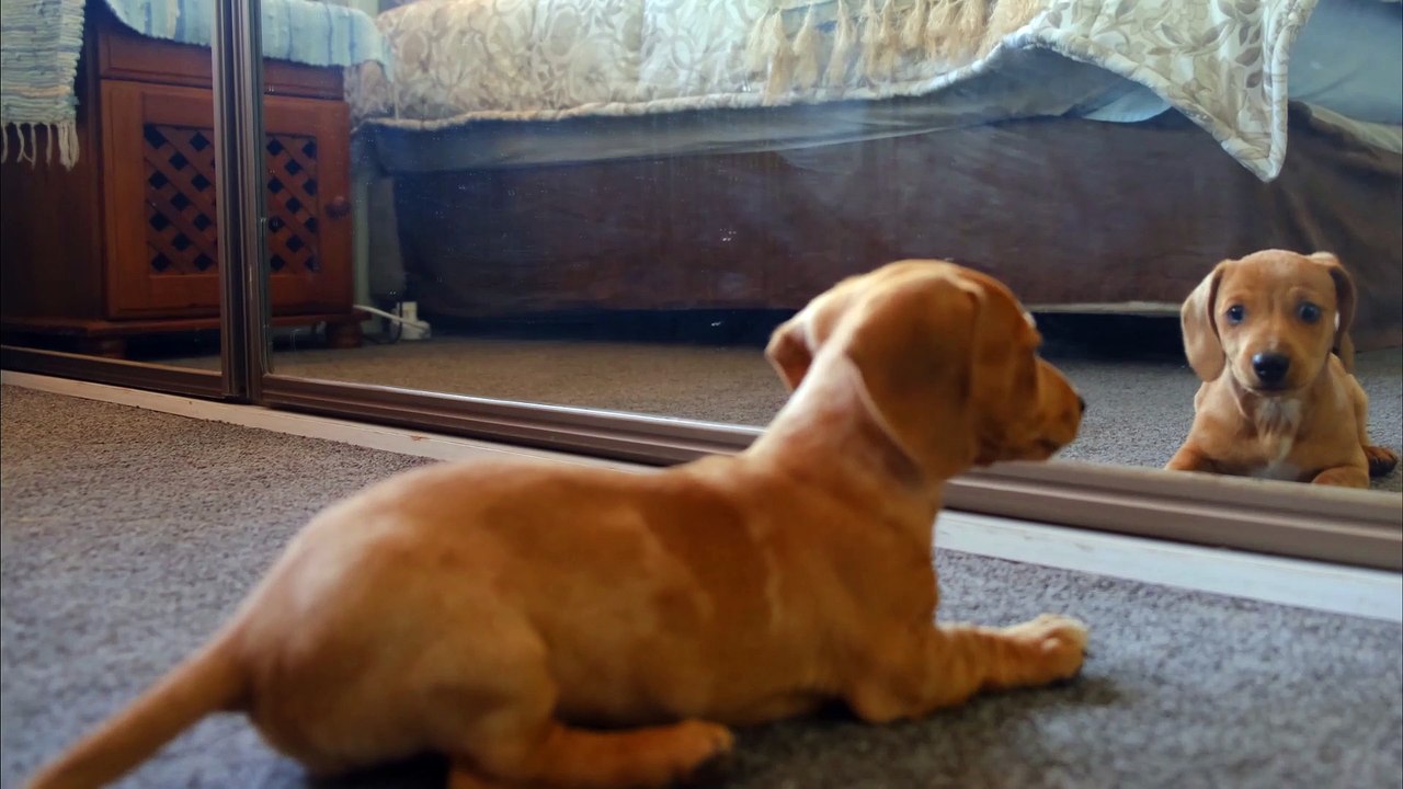 Cute funny pets video