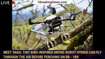 Meet SNAG: Tiny bird-inspired drone-robot hybrid can fly through the air before perching on br - 1BR