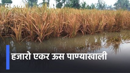 Satara l हजारो एकर ऊस पाण्याखाली स्ट्रॉबेरीवरील रोगराईमुळे शेतकरी चिंतेत l Sakal