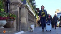 Forever Edinburgh - A Dog's Eye View