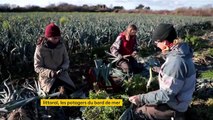 Littoral : des champs de légumes à la place des friches