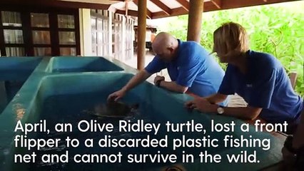 April the turtle's journey from the Maldives to Scotland