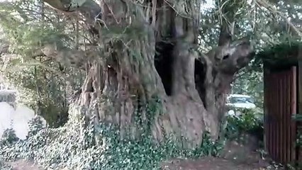Vicar speaks out over ancient tree 'older than Christianity'