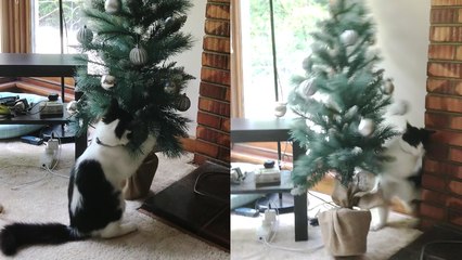 'Curious cat almost makes a mess while checking out Christmas tree '