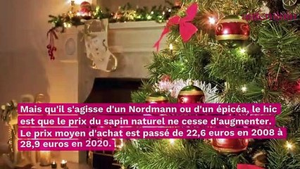 Noël : comment trouver un beau sapin pas trop cher