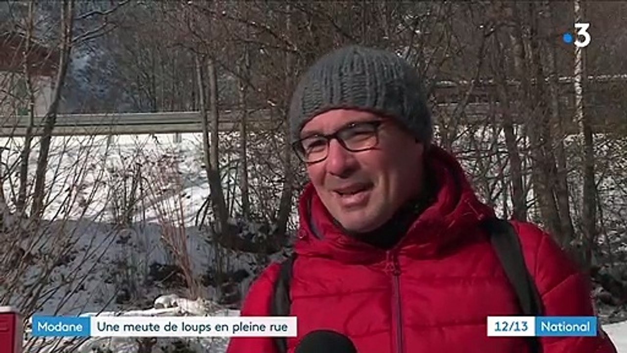 Savoie : une meute de loups repérée en pleine rue à Modane