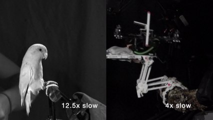 Un incroyable drone-oiseau capable de s'agripper à une branche