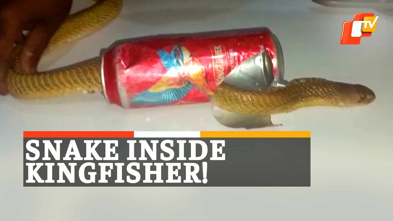 How Cobra Snake Stuck In Beer Can Gets Rescued | WATCH