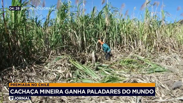 A produção de cachaça artesanal está melhor a cada safra. A bebida é premiada e reconhecida internacionalmente. Veja na reportagem de Felipe Bambace. Mais informações em youtube.com/bandjornalismo.