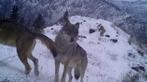 Yaban hayatı fotokapan görüntülerine yansıdı