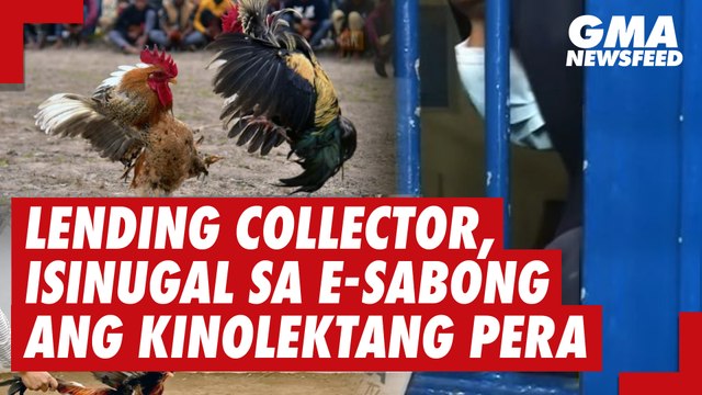 Lending collector, isinugal sa e-sabong ang kinolektang pera | GMA News Feed