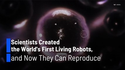 Los primeros robots vivos del mundo ya pueden reproducirse