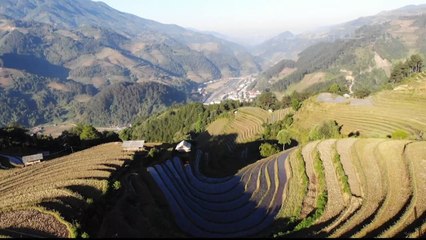 حقول الأرز لوحة خلابة في شمال فيتنام