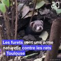 A Toulouse, des furets pour chasser les rats