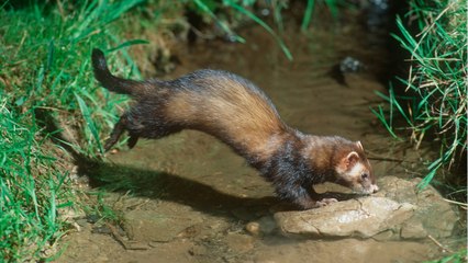 Toulouse : des furets utilisés comme méthode de dératisation naturelle