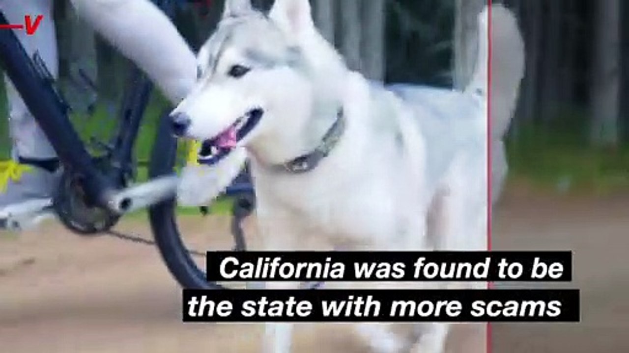Beware! These Are the States With the Most Puppy Scams