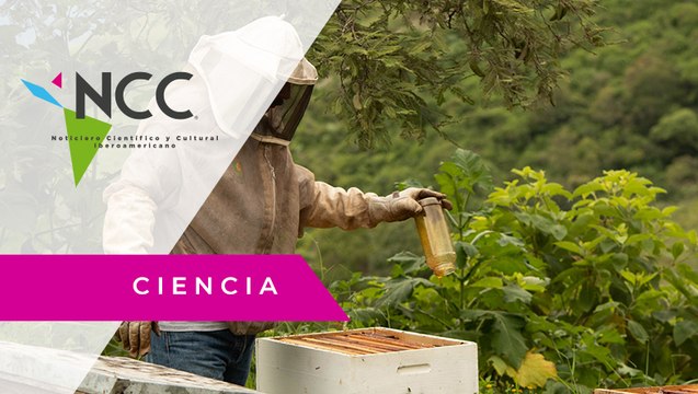 En Colombia desarrollan un superalimento que protege a las abejas de pesticidas