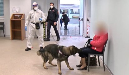 Milano, i cani anti-Covid in grado di "fiutare" i positivi (02.12.21)