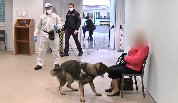 Milano, i cani anti-Covid in grado di fiutare i positivi (02.12.21)