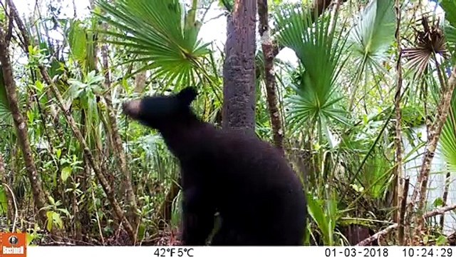 Florida Black Bear Scratching Against Post in Light Rain