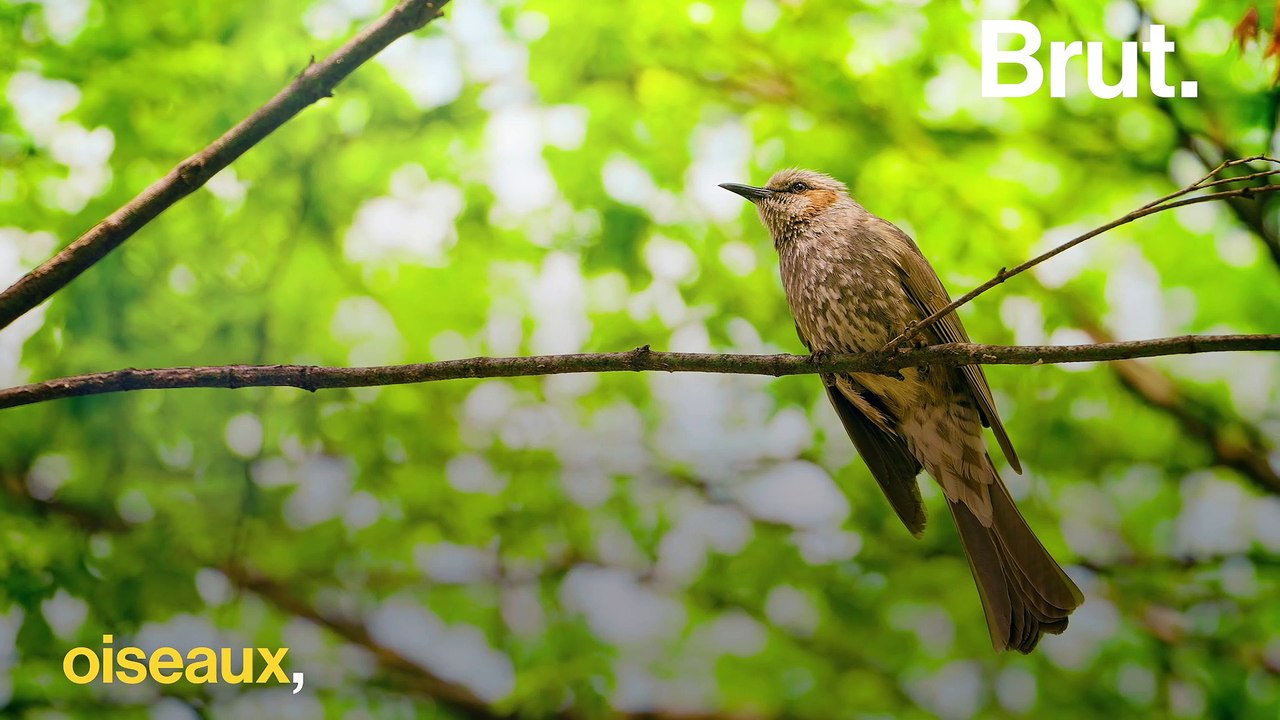 Le mimétisme d'adaptation chez les phasmes