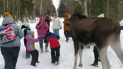 Cet élan déteste les enfants